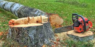 Best Hazardous Tree Removal  in Csar Chvez, TX